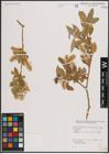 Foto von Salix excelsa S. G. Gmel.